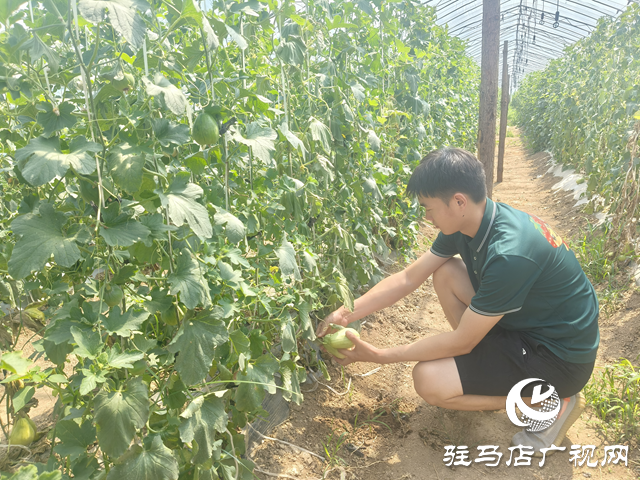 駐馬店天中生態(tài)園：有機瓜果掛滿枝 市民采摘樂田園