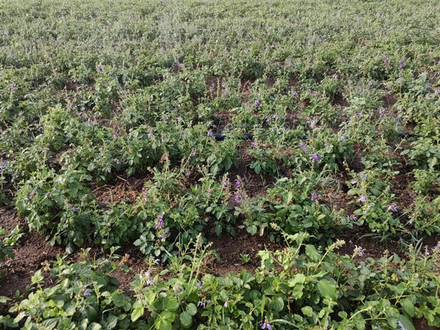 驛城區(qū)朱古洞鄉(xiāng)：特色種養(yǎng)殖產(chǎn)業(yè)激活鄉(xiāng)村振興“新引擎”