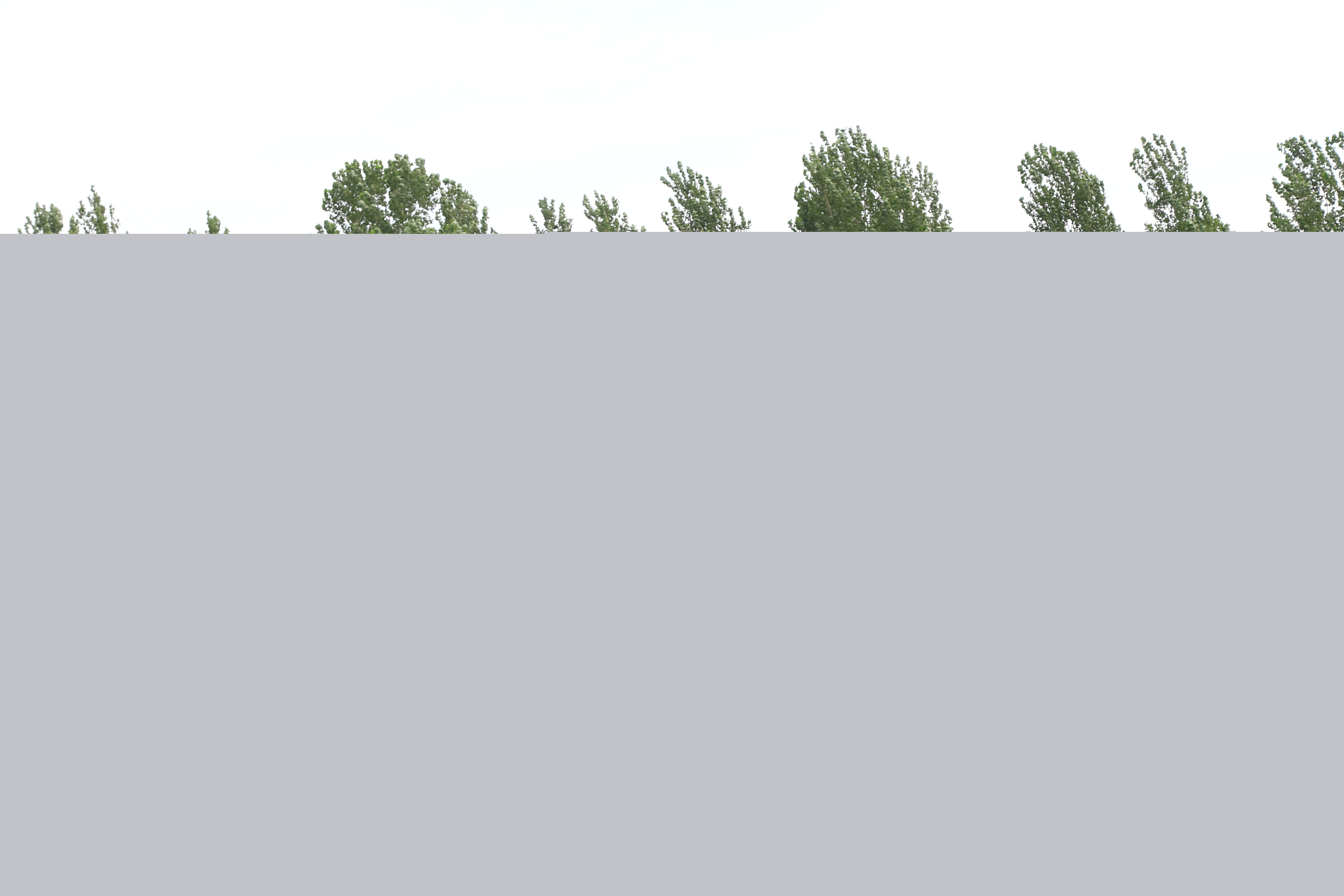 降雨期間芝麻田間管理技術(shù)