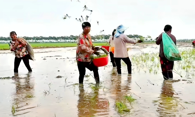 西平縣老王坡：首試水稻種植 開辟鄉(xiāng)村振興新途徑