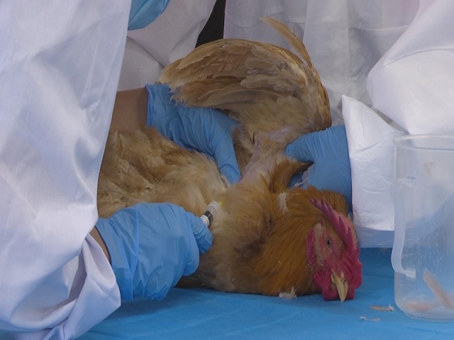 駐馬店市動(dòng)物疫病防疫檢疫中心發(fā)布7月份動(dòng)物疫病預(yù)警預(yù)報(bào)信息