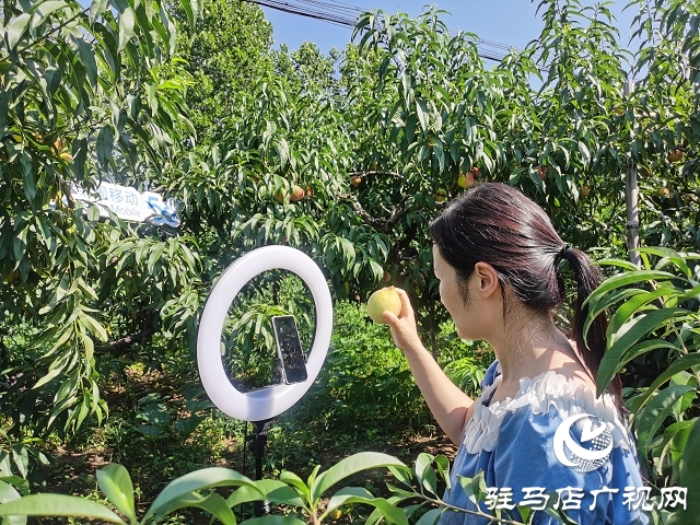 駐馬店移動為桃農(nóng)提供優(yōu)質(zhì)網(wǎng)絡保障