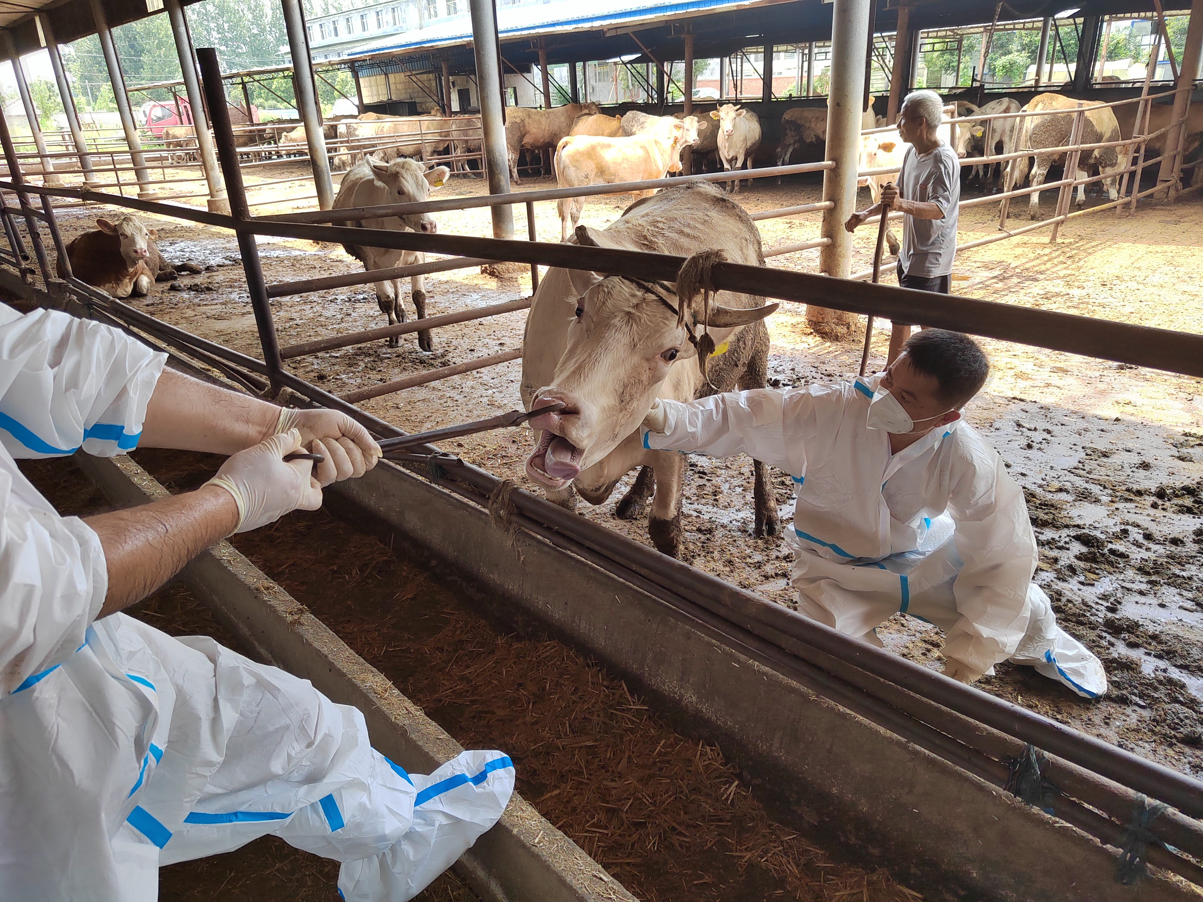 駐馬店市動(dòng)物疫病防疫檢疫中心發(fā)布7月份動(dòng)物疫病預(yù)警預(yù)報(bào)信息