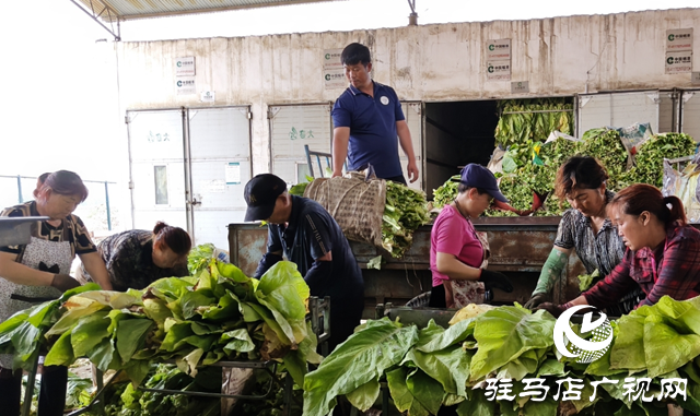 泌陽縣郭集鎮(zhèn)：烤煙季奏響豐收曲?