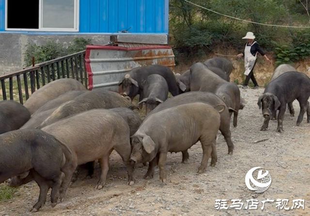從地標(biāo)產(chǎn)品到全鏈產(chǎn)業(yè) 確山黑豬養(yǎng)殖模式賦能鄉(xiāng)村振興