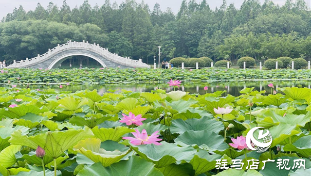 夏日限定！置地公園荷花盛開 成為市民賞荷打卡好去