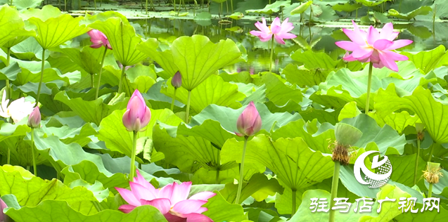 夏日限定！置地公園荷花盛開 成為市民賞荷打卡好去