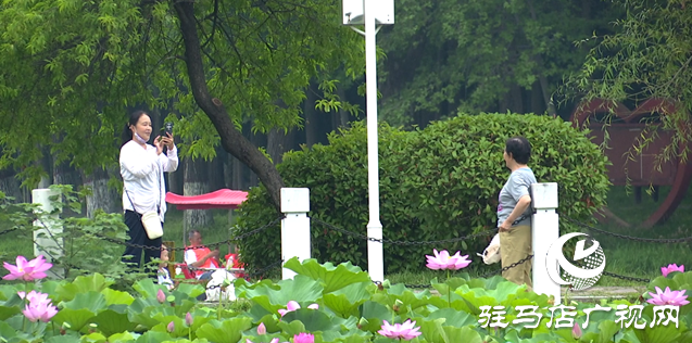 夏日限定！置地公園荷花盛開 成為市民賞荷打卡好去