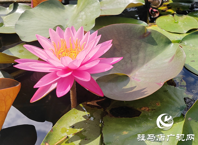 開源公園睡蓮綻放引客來 盛夏限定美景等你邂逅