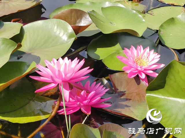 開源公園睡蓮綻放引客來 盛夏限定美景等你邂逅