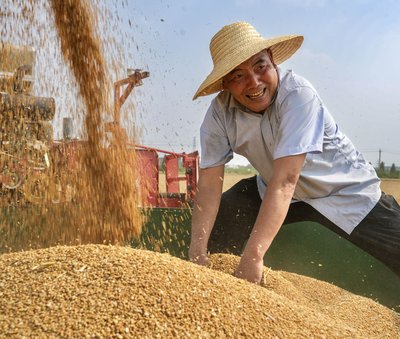 全國累計收購夏糧超5000萬噸