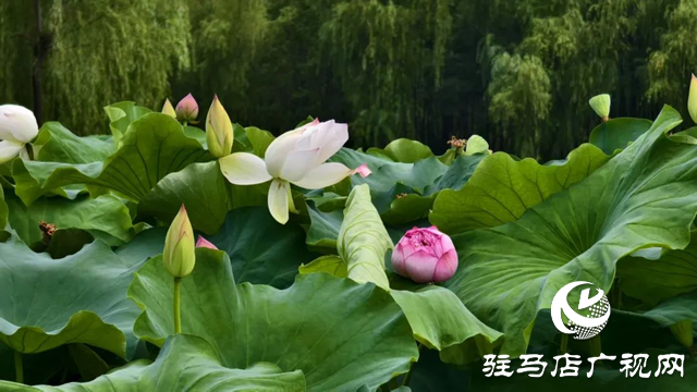 【大美天中】泌陽(yáng)現(xiàn)“水晶天”！漢風(fēng)古韻與湖光云影同框