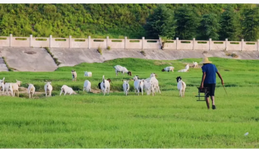 縣區(qū)動態(tài) | 快來泌陽的“阿勒泰”打卡！