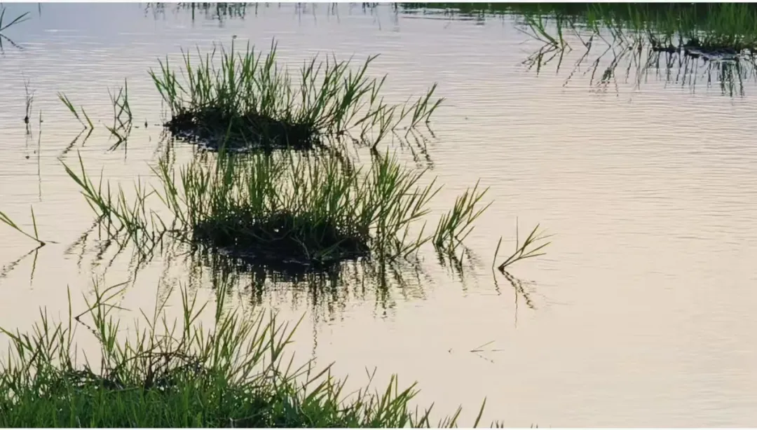 縣區(qū)動態(tài) | 快來泌陽的“阿勒泰”打卡！