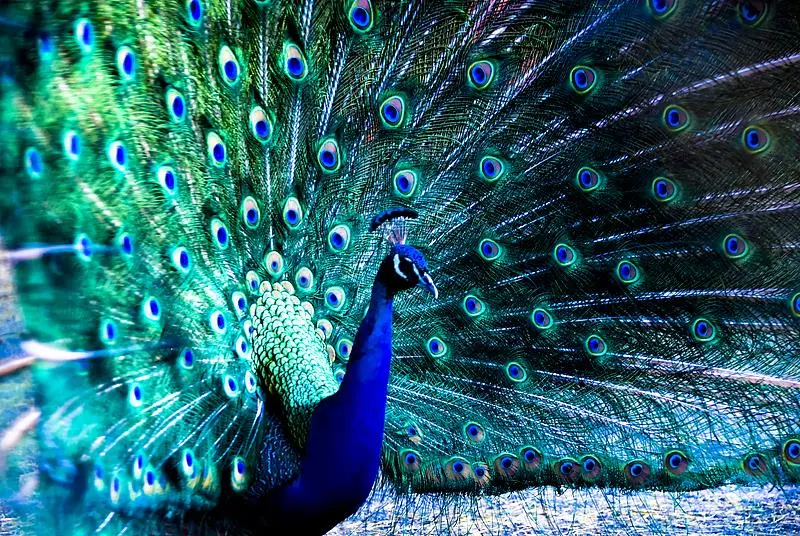 文博日歷丨吹響它，仿佛回到了童年的夏天