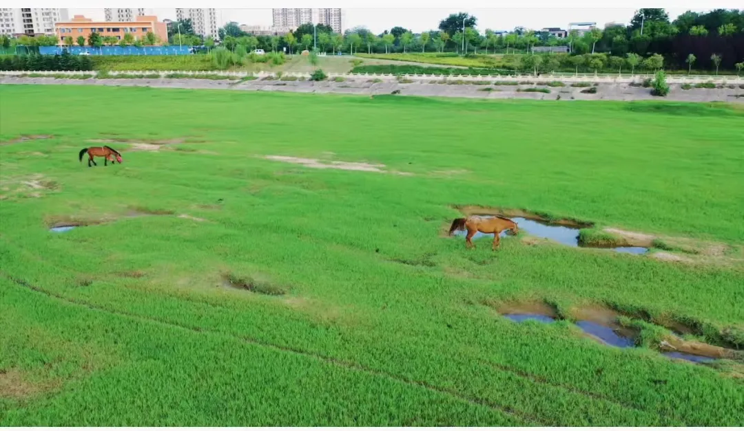 縣區(qū)動態(tài) | 快來泌陽的“阿勒泰”打卡！