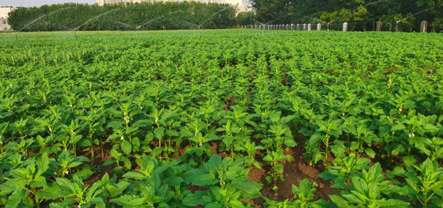 高溫干旱威脅芝麻生長 駐馬店市農(nóng)科院支招科學應對