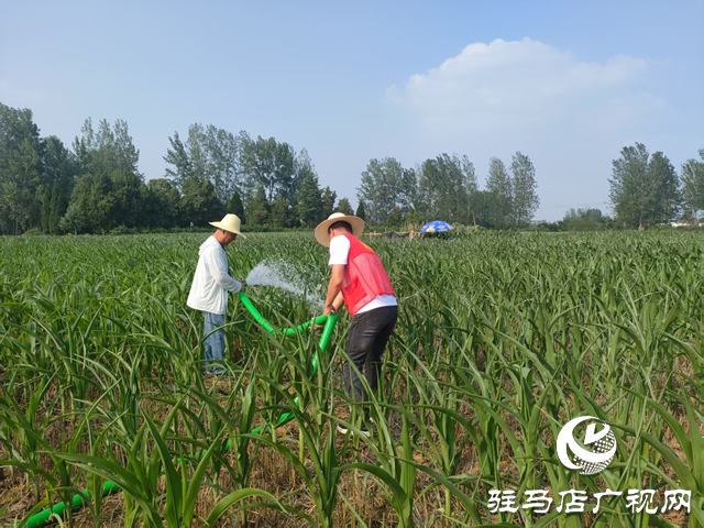 驛城區(qū)關王廟鄉(xiāng)：抗旱保秋 全力守護&ldquo;糧袋子&rdquo;