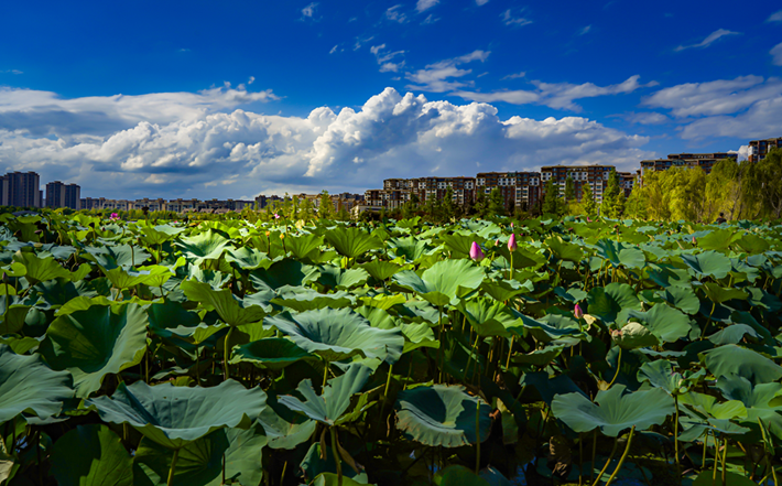 縣區(qū)動(dòng)態(tài) | 一泓碧水繞城過(guò) 滿目青綠夏意濃