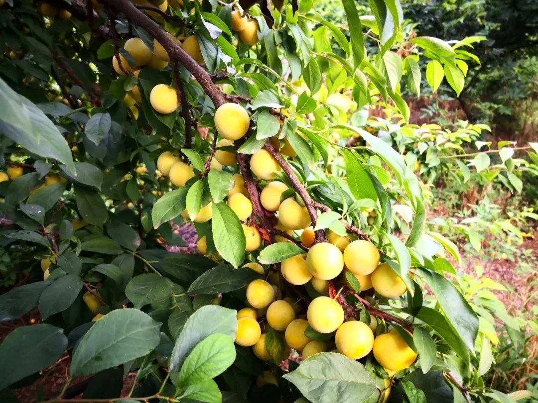 縣區(qū)動(dòng)態(tài) | 來泌陽吧，來一場(chǎng)不一樣的生態(tài)游