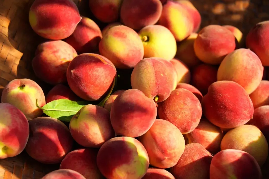 縣區(qū)動(dòng)態(tài) | 來泌陽吧，來一場(chǎng)不一樣的生態(tài)游