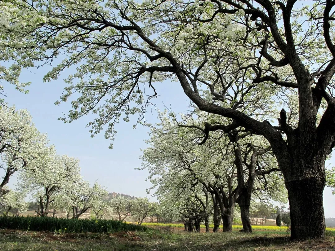 縣區(qū)動(dòng)態(tài) | 來泌陽吧，來一場(chǎng)不一樣的生態(tài)游
