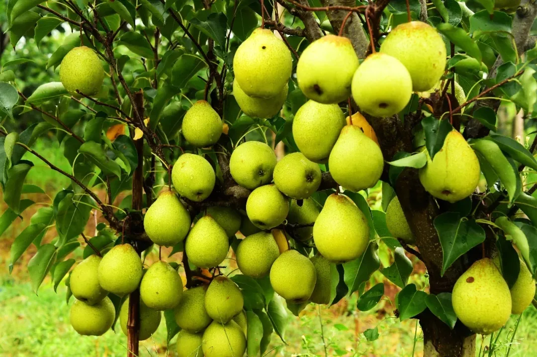 縣區(qū)動(dòng)態(tài) | 來泌陽吧，來一場(chǎng)不一樣的生態(tài)游