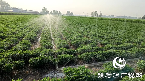 平輿縣陽城鎮(zhèn):干群齊心抗旱保秋 共筑豐收希望