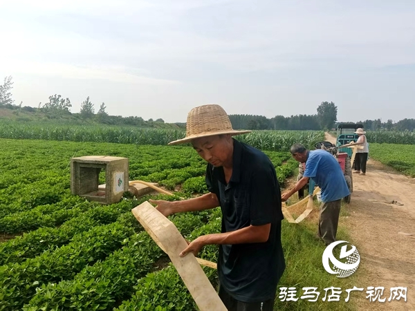 平輿縣陽城鎮(zhèn):干群齊心抗旱保秋 共筑豐收希望