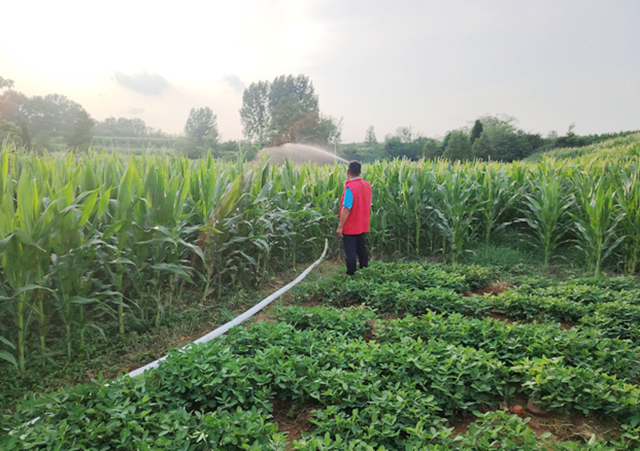 駐馬店市驛城區(qū)朱古洞鄉(xiāng)：戰(zhàn)旱情保秋收 聚合力奪豐登