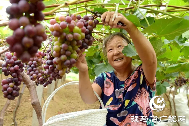 【大美天中】果香四溢 四季如畫 泌陽打造旅游避暑勝地