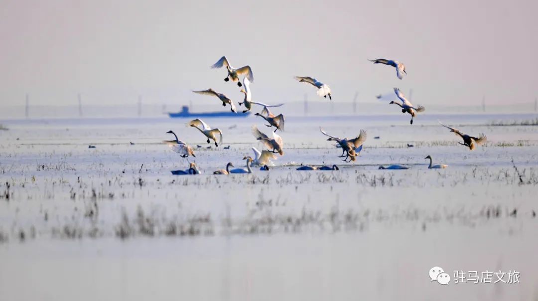 暑期親子游好去處：駐馬店宿鴨湖，與孩子共赴自然之約！