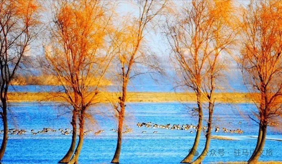 暑期親子游好去處：駐馬店宿鴨湖，與孩子共赴自然之約！