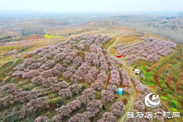 【大美天中】果香四溢 四季如畫 泌陽打造旅游避暑勝地