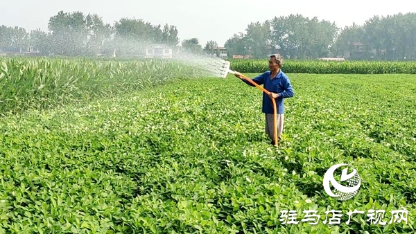 平輿縣楊埠鎮(zhèn)：抗旱保秋“水”到渠成 秋糧豐收根基牢筑