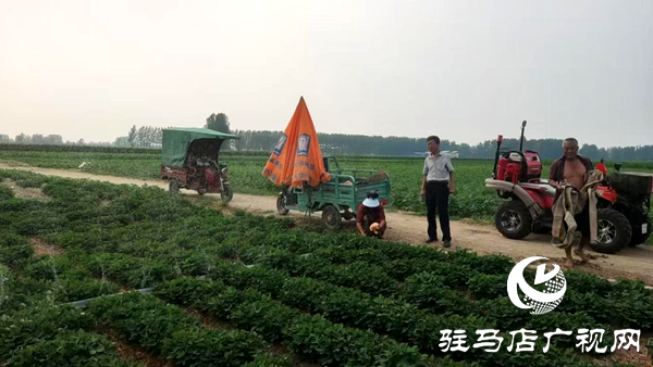 平輿縣十字路鄉(xiāng)：凝心聚力抗旱情 全力以赴保秋糧