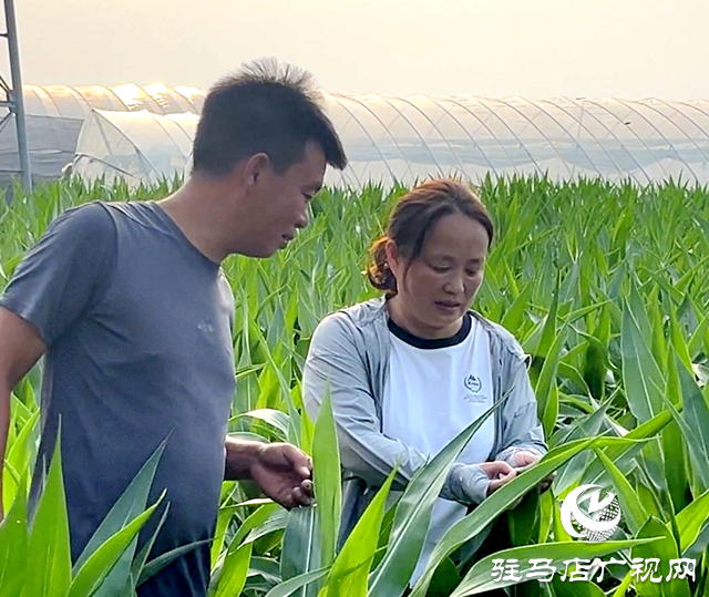 驛城區(qū)全力抗旱保秋 筑牢糧食生產安全屏障