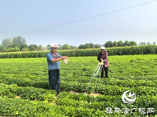 平輿縣：全力以赴抗旱保苗 夯實秋糧豐收基礎