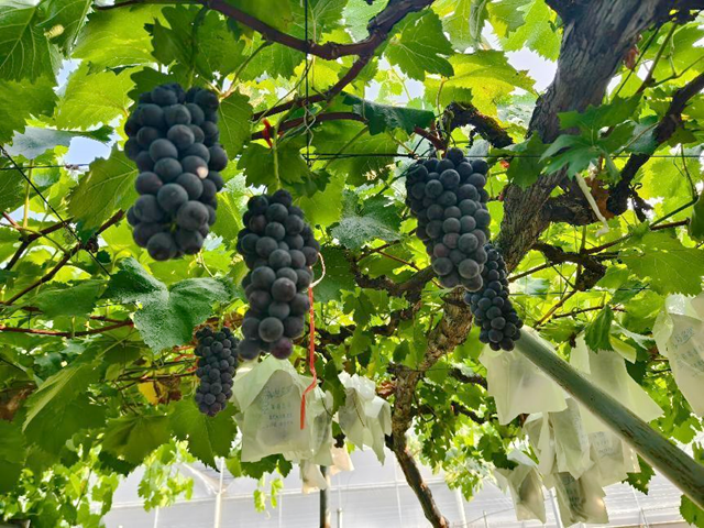 驛城區(qū)水屯鎮(zhèn)：小葡萄串起鄉(xiāng)村致富路