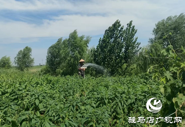 驛城區(qū)香山街道:干群同心抗旱 天坑活水潤良田
