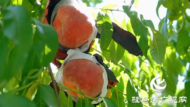 新蔡宋崗：桃熟滿枝頭 果農(nóng)采摘忙