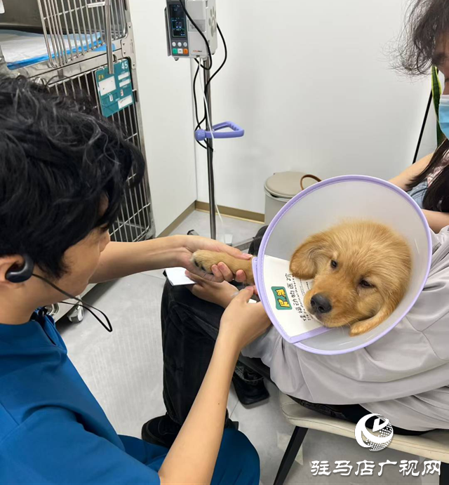 高溫持續(xù) 留守寵物如何安然度夏？