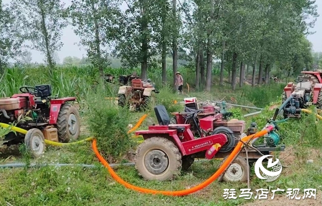 泌陽縣下碑寺鄉(xiāng)： 多措并舉齊發(fā)力 硬核抗旱保秋糧