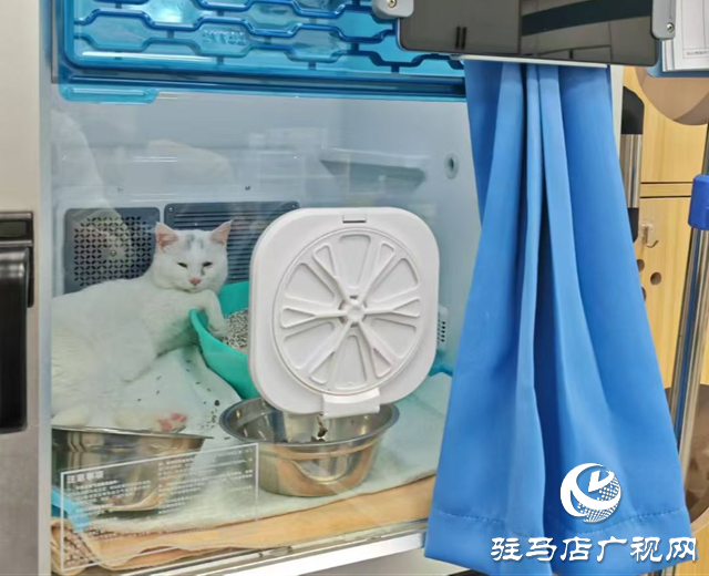 高溫持續(xù) 留守寵物如何安然度夏？