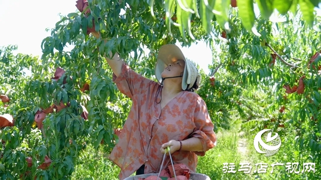 新蔡宋崗：桃熟滿枝頭 果農(nóng)采摘忙