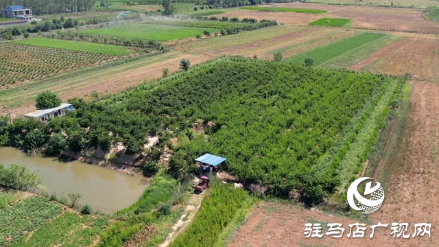 新蔡宋崗：桃熟滿枝頭 果農(nóng)采摘忙