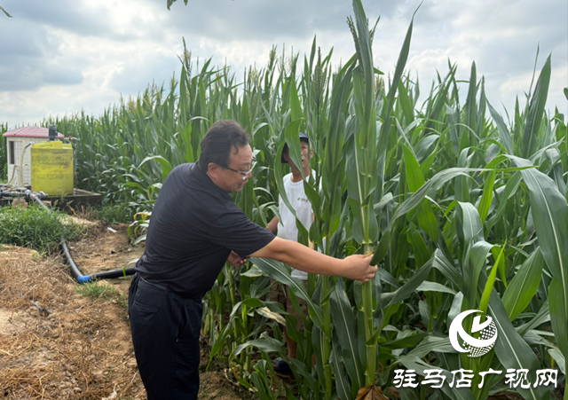 農(nóng)業(yè)專家“支招抗旱 筑牢豐收根基