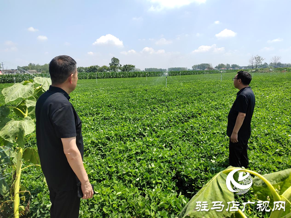 平輿縣射橋鎮(zhèn)：多措并舉抗旱保秋 力保糧食生產安全