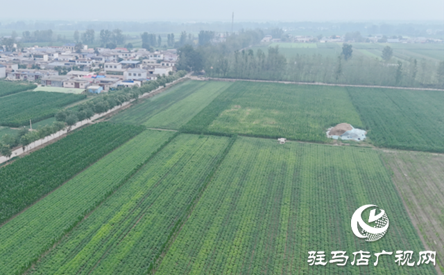 農(nóng)業(yè)專家“支招抗旱 筑牢豐收根基