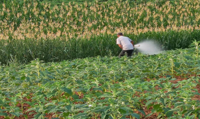 駐馬店市驛城區(qū)：多措并舉戰(zhàn)旱情 齊心協(xié)力保秋糧